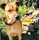 Photo of Canela