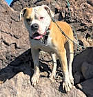 Photo of Cade