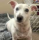 Photo of DARWIN-Special Needs