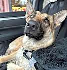 Photo of Pretty Alice -URGENT