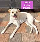 Photo of Butch