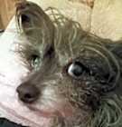 Photo of BIRDIE-Sponsorship needed