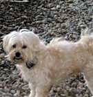 Photo of SAMANTHA-Help Needed