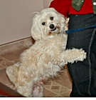 Photo of SIMON-Help & Sponsorship