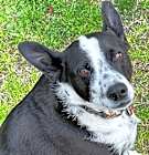 Photo of Milo