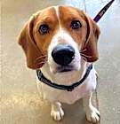 Photo of Boomer *Adopt or Foster*