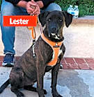 Photo of Lester