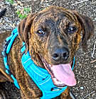 Photo of Stitch
