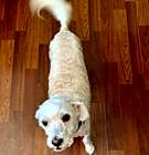 Photo of JENNY-Help Needed