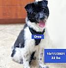 Photo of Oreo
