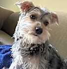 Photo of Cooper