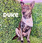 Photo of Duke