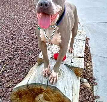 Moxie Photo #2