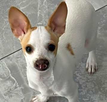 Dash Photo #3