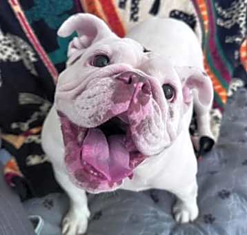 Prada Photo #1