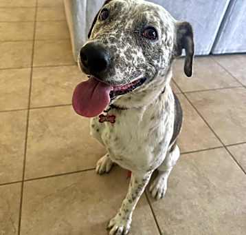 Bluey Photo #2
