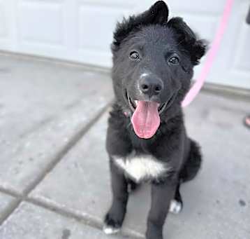 Nala Photo #2