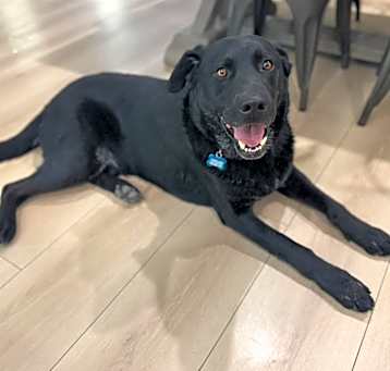 Charley Photo #1