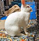 Snowbelle thumbnail image