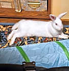 Snowbelle thumbnail image