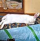 Snowbelle thumbnail image