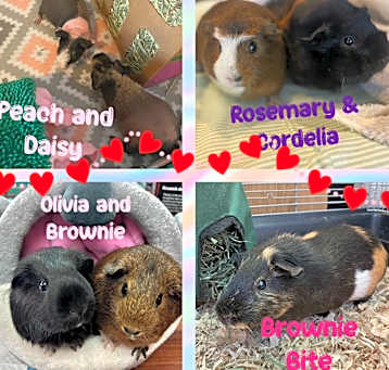 GUINEA PIGS Photo #1