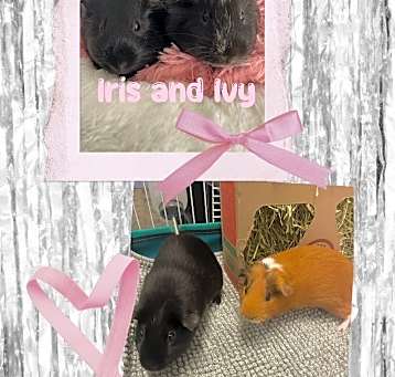 GUINEA PIGS Photo #2