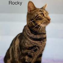Thumbnail photo of Rocky - Center #1