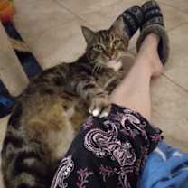 Thumbnail photo of Tinker #1