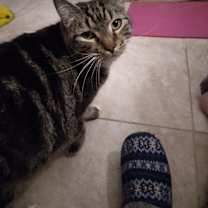 Thumbnail photo of Tinker #2