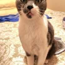 Thumbnail photo of Gracie #2