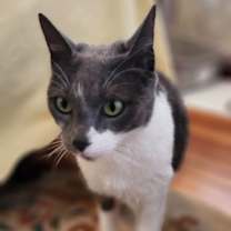 Thumbnail photo of Gracie #1