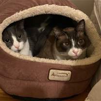 Thumbnail photo of Pip (bonded with Ollie) #1