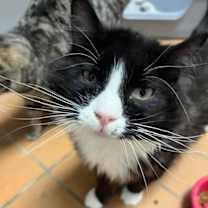 Thumbnail photo of Jazzy #1