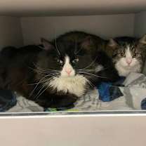 Thumbnail photo of Jazzy #2