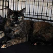 Thumbnail photo of Capuchina #2