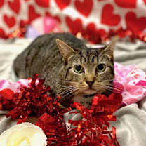 Thumbnail photo of Piper #2