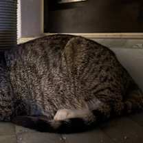 Thumbnail photo of Mara #2