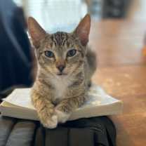adopt a pet