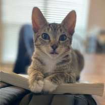 Thumbnail photo of Socks #2