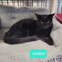 Thumbnail photo of Amber #2