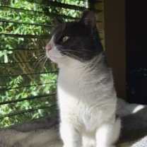 Thumbnail photo of Sprinkles #2