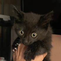 Thumbnail photo of Jordan #4