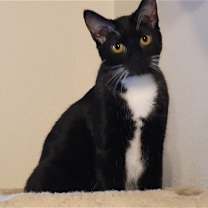 Thumbnail photo of Tulip (Napa HM) #1