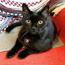 Thumbnail photo of Delulu #1