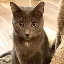 Thumbnail photo of Jughead #3