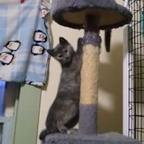 Thumbnail photo of AshFur #3