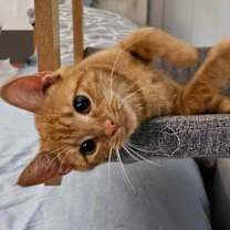 Thumbnail photo of Harmony #2