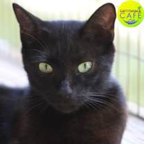 Thumbnail photo of Omega #2