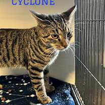 Thumbnail photo of Cyclone #1